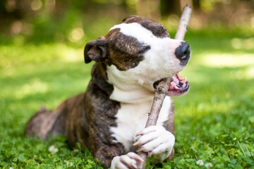 A Pit Bull Terrier mixed breed dog chewing on a large stick