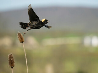 Bobolink, Dolichonyx oryzivorus, Pennsylvania, USA