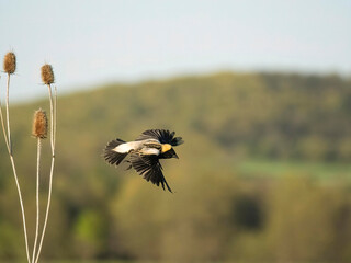 Bobolink, Dolichonyx oryzivorus, Pennsylvania, USA