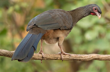 Chaco Chachalaca, Ortalis canicollis, sitting on tree branch, Brazil, South America