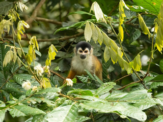 Fototapeta premium Central American Squirrel Monkey, Saimiri oerstedii, climbing tree in Costa Rica, Central America