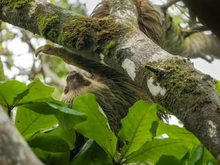 Hoffmann's Two-toed Sloth, Choloepus hoffmanni, Costa Rica, central America