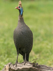 Helmeted Guineafowl, Numida meleagris, Serengeti National Park, Tanzania, Africa