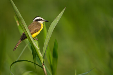 Lesser Kiskadee, Philohydor lictor, perched, Brazil, South America