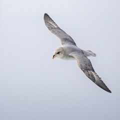 Northern Fulmar, Fulmarus glacialis, flying, Svalbard, Norway