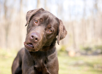 A Chocolate Labrador Retriever dog with a funny expression