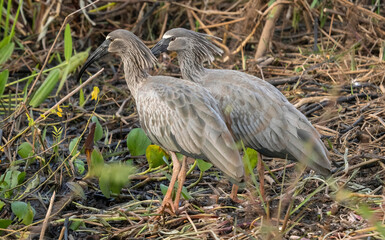 Plumbeous Ibis, Theristicus Caerulescens, Mato Grosso, Pantanal, Brazil, South America