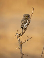 Pearl-spotted Owlet, Glaucidium Perlatum, Tanzania, Africa