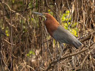 Rufescent Tiger Heron, Tigrisoma lineatum, Brazil, South America