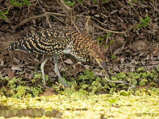 Rufescent Tiger Heron, Tigrisoma lineatum, eating snake, Brazil, South America