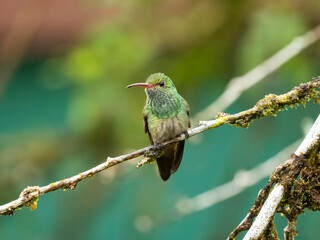 Rufous-tailed Hummingbird, Amazilia tzacatl, Costa Rica, Central America