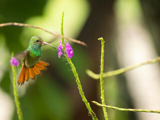 Rufous-tailed Hummingbird, Amazilia tzacatl, Costa Rica, Central America