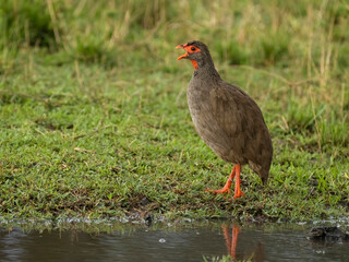 Red-necked Spurfowl, Pternistis afer, calling along water, Serengeti National Park, Tanzania