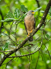 Roadside Hawk, Buteo magnirostris, perched in tree, Costa Rica, Central America