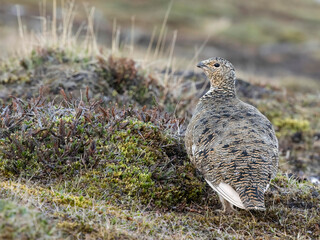Rock Ptarmigan, Lagopus muta, Svalbard, Europe