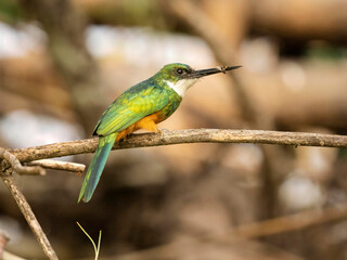 Rufous-tailed Jacamar, Galbula ruficauda, on a tree branch perch, Northern Pantanal, Brazil, South America