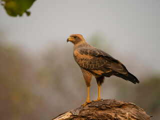Savanna Hawk, Buteogallus urubitinga, perched, Brazil, South America