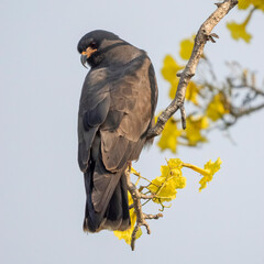 Snail Kite, Rostrhamus sociabilis, perched, Brazil, South America