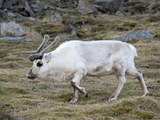 Svalbard Reindeer, Rangifer tarandus Platyrhynchos, Svalbard, Norway