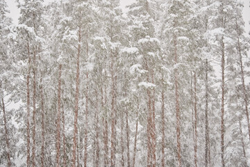 Fototapeta premium The heavy snowfall in a wild park, winter fairy tale in the forest, snow-covered tree branches, large flakes of snow are slowly falling, nobody, snow storm, blizzard