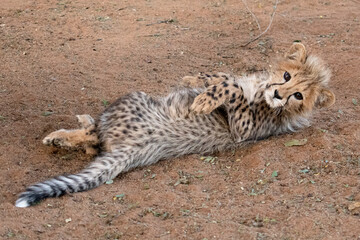 Rescued cheetah, Otjiwarongo in Namibia, Africa