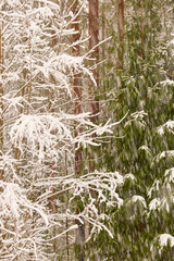 The heavy snowfall in a wild park, winter fairy tale in the forest, snow-covered tree branches, large flakes of snow are slowly falling, nobody, snow storm, blizzard