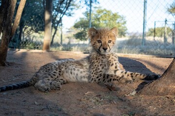 Rescued cheetah, Otjiwarongo in Namibia, Africa