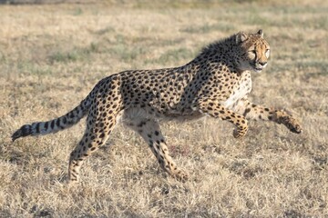 Rescued cheetah, Otjiwarongo in Namibia, Africa