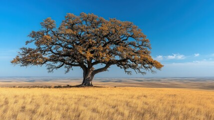 Fototapeta premium Solitary Oak in Golden Prairie Under a Vast Blue Sky
