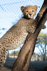 Rescued cheetah, Otjiwarongo in Namibia, Africa