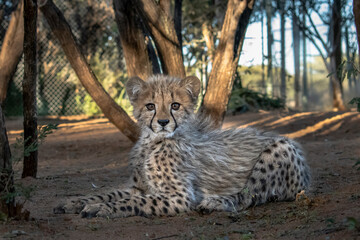 Rescued cheetah, Otjiwarongo in Namibia, Africa