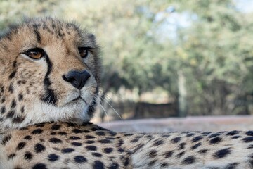 Rescued cheetah, Otjiwarongo in Namibia, Africa