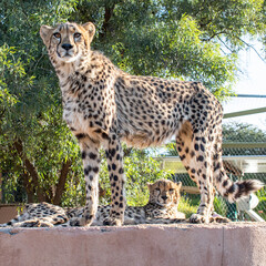 Rescued cheetah, Otjiwarongo in Namibia, Africa