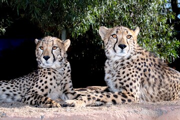 Rescued cheetah, Otjiwarongo in Namibia, Africa