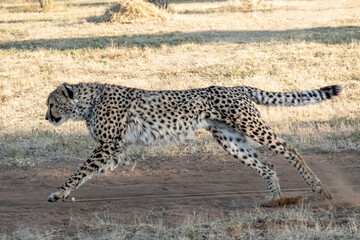 Rescued cheetah, Otjiwarongo in Namibia, Africa