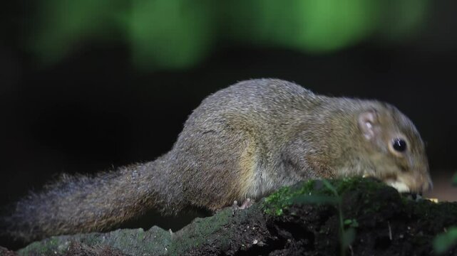 Nature wildlife image of Bornean Mountain Ground Squirrel on deep jungle forest.