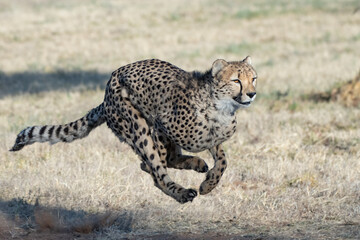 Rescued cheetah, Otjiwarongo in Namibia, Africa