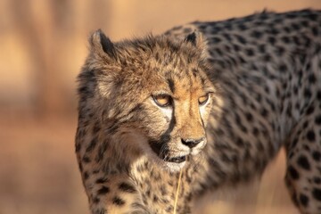 Rescued cheetah, Otjiwarongo in Namibia, Africa © Danita Delimont