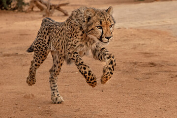 Rescued cheetah, Otjiwarongo in Namibia, Africa