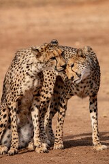 Rescued cheetah, Otjiwarongo in Namibia, Africa