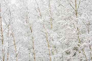 The heavy snowfall in a wild park, winter fairy tale in the forest, snow-covered tree branches, large flakes of snow are slowly falling, nobody, snow storm, blizzard