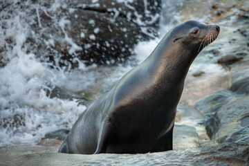 La Jolla, California. Sea lion