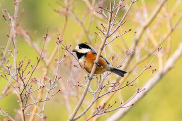 A Varied Tit Perched on a Branch in Spring