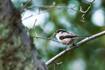 Long-Tailed Tit with a Bokeh Background