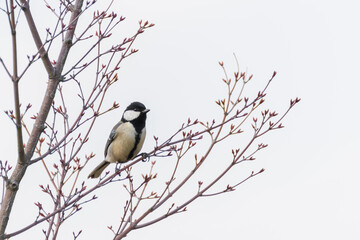 Fototapeta premium A Japanese Tit Perched on a Spring Branch