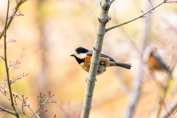 A Varied Tit Perched on a Branch in Spring
