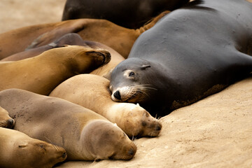 La Jolla, California. Sea lion