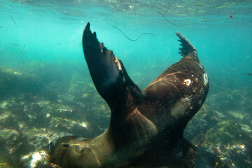 Obraz premium La Jolla, California. Sea lion swimming