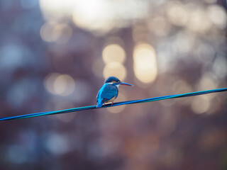 もう見られない電線にとまったカワセミ