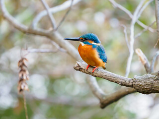 枝でひと休みするカワセミ